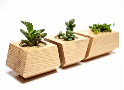 Trồng chậu cảnh văn phòng theo phong thủy