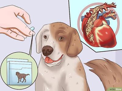 Nếu thấy chó có dấu hiệu nhiễm giun sán bạn nên tẩy giun ngay